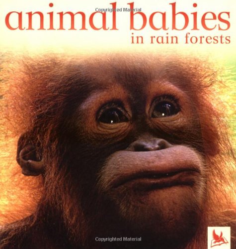 Animal babies in rain forests  /